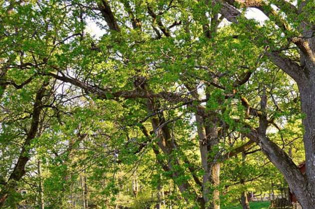 Pakistán le apuesta al "oro verde" y siembra más de 1.000 millones de árboles
