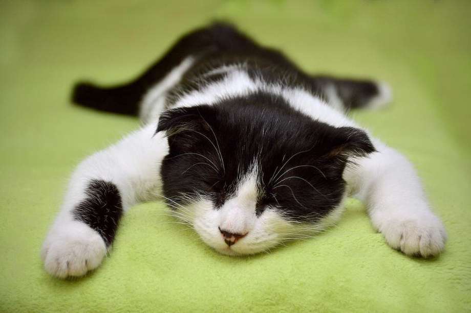El ronroneo de los felinos puede convertirse en una máquina de sueño para que los propietarios de animales descansen