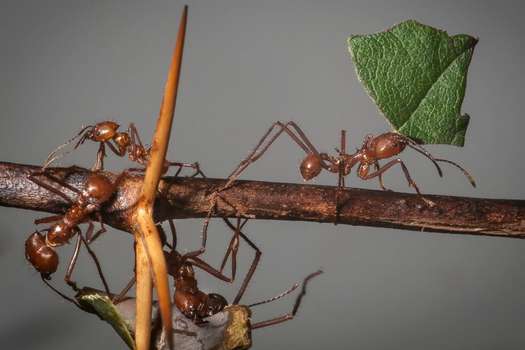 Las hormigas cortadoras del Amazonas son capaces individualmente de detectar cambios en la presión atmosférica.  / Wikipedia