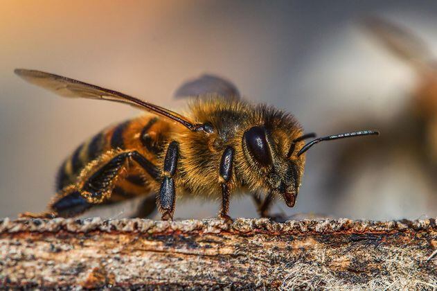 Las abejas, en la élite de los animales capaces de comprender conceptos complejos