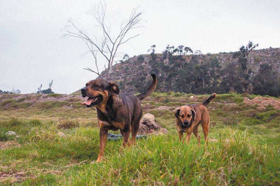 En lugares como el Parque Nacional Natural Chingaza ya se ha confirmado la presencia de perros ferales. / Foto: Instituto Distrital de Protección y Bienestar Animal de Bogotá