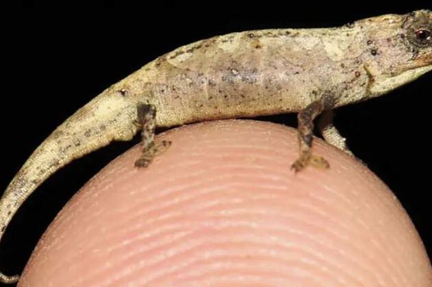 Descubren el que podría ser el reptil más pequeño del mundo: mide 13,5 milímetros