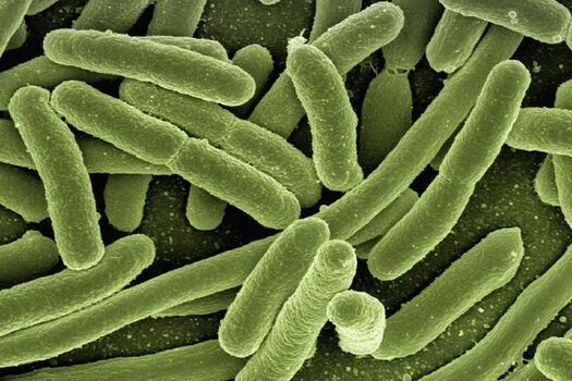 La presencia de bacterias como la  "Bacteroides vulgatus" decrece con los años.  / Pixabay