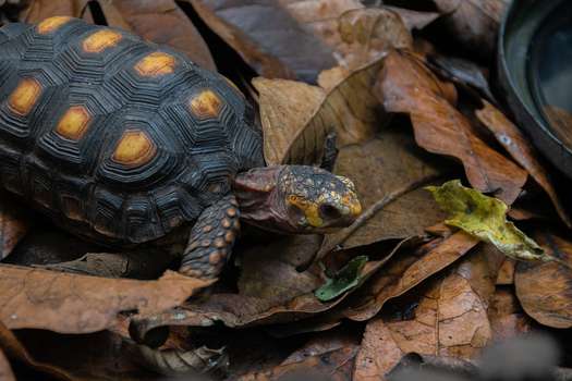 Las tortugas morrocoy suelen ser comercializadas ilegalmente como mascotas.