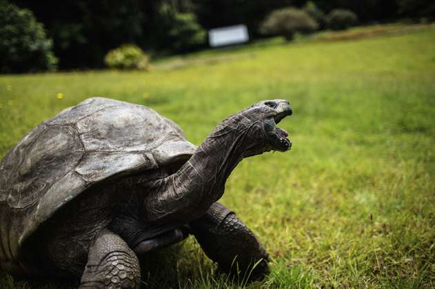 La tortuga Jonathan, el animal terrestre más viejo del planeta