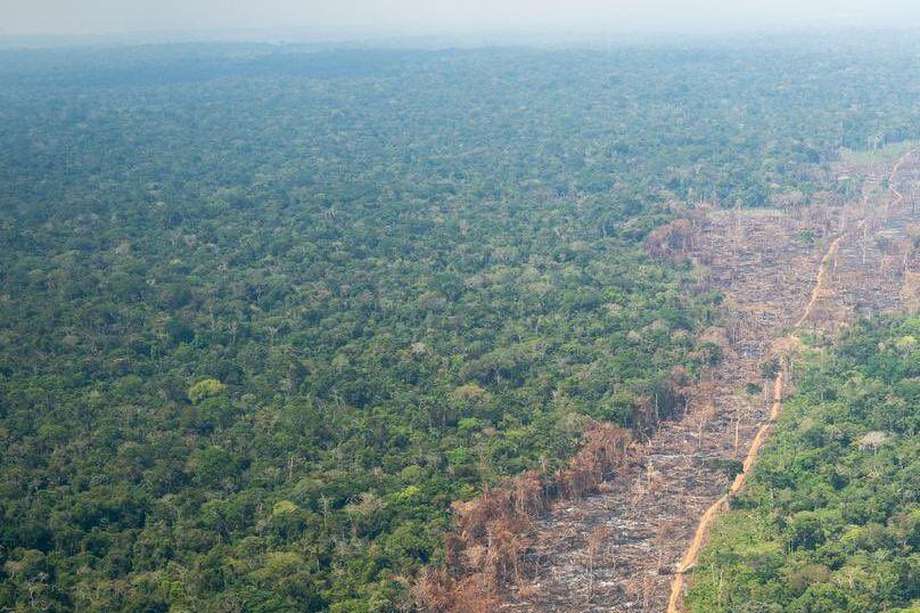 El 65% de la deforestación del país se encuentra concentrada en la Amazonia, donde hay 48 millones de hectáreas de bosques, según la Contraloría.
