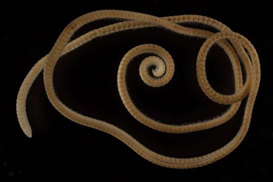 Imagen de la "Eumillipes persephone" con 1.306 patas .