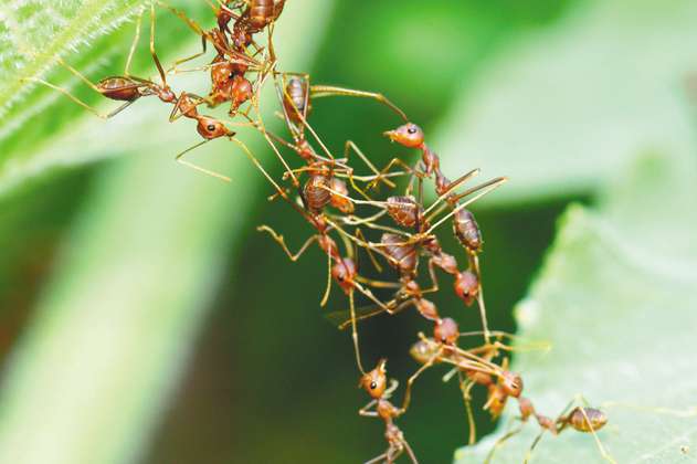Plantas de hace 150 millones de años ayudaron a especies de hormigas nuevas a sobrevivir
