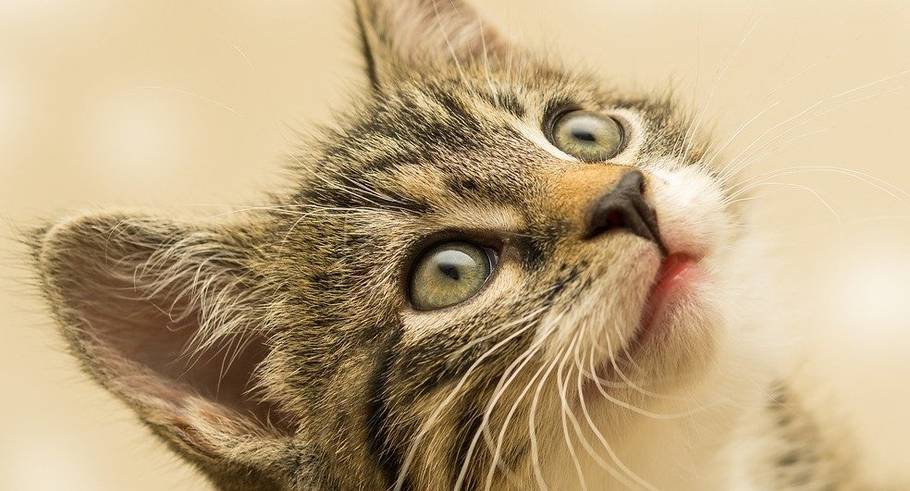 Aquí te damos algunas razones por las que tu gato se queda mirándote fijamente.