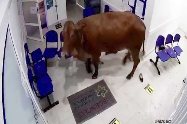 Vaca irrumpe en la sala de urgencias de un hospital 