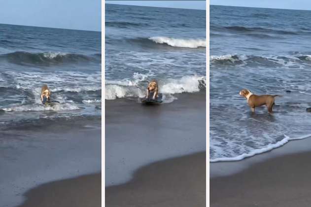 ¡Perro surfista! El video viral que muestra las habilidades de un can en la playa