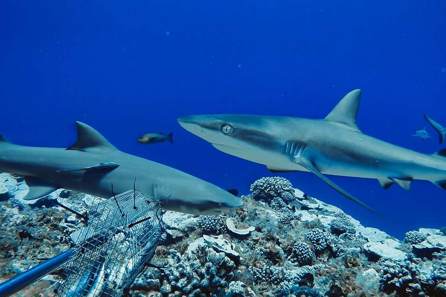 Aunque el Ministerio de Agricultura echó reversa en el asunto de las aletas, la cuota de pesca de los tiburones se mantuvo. / Foto: Global FinPrint