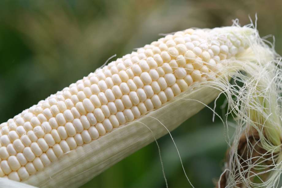 Brasil le gana a Estados Unidos en producción de maíz. Photographer: Bloomberg Creative Photos/Bloomberg Creative Collection