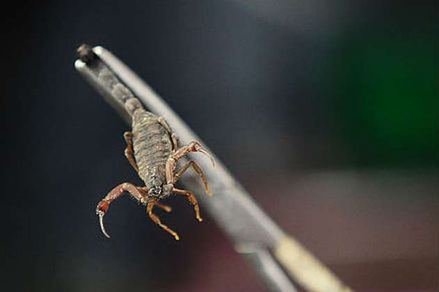 Veneno de escorpión serviría para tratar cuatro tipos de cáncer
