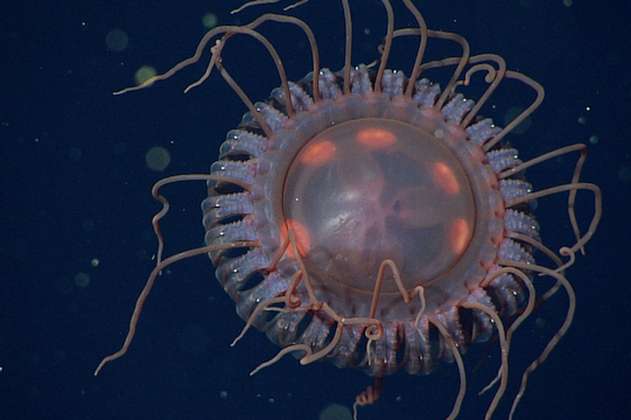 Casi 40 tentáculos: esta es la medusa coronada más grande que se ha descubierto