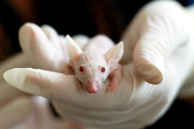 Científicos curan ratones con cáncer de colon y los inmunizan