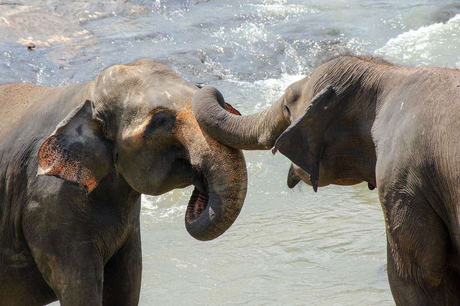 Tras la muerte de un elefante, el comportamiento más observado fue el tacto. 