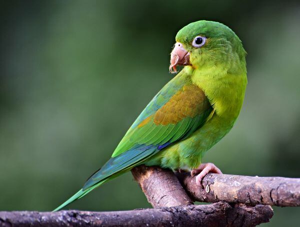 El periquito bronceado es un ave que se encuentra en países como México, Colombia y Venezuela. Sus llamativos colores lo hacen una de las especies más traficadas.Wikimedia Commons