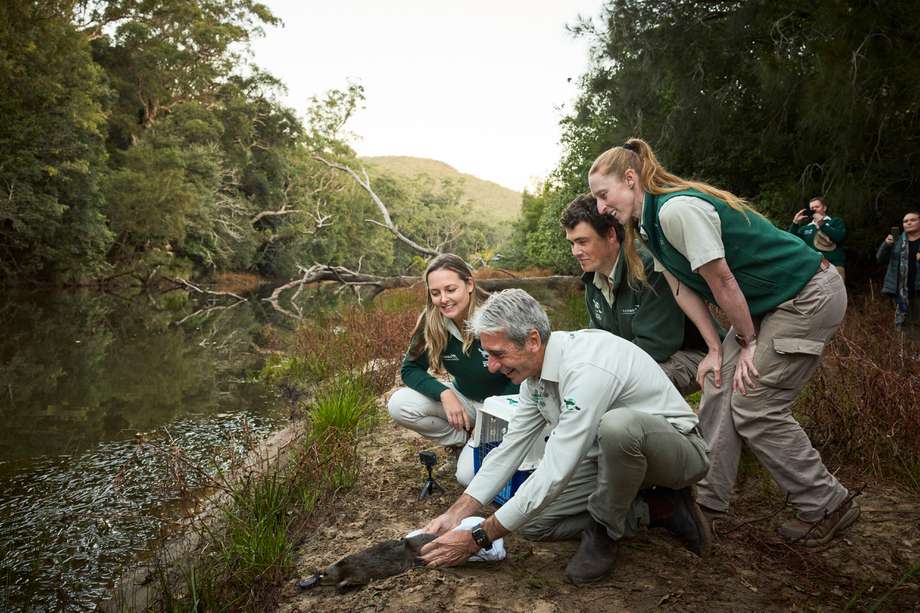 Un grupo de expertos liberó, en el río Hawking, a cinco ejemplares hembras de este endémico animal mamífero semiacuático con pico de pato y cola de castor. 