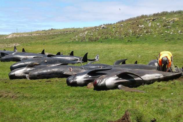 Nuevas muertes de ballenas en Nueva Zelanda, ya van 150 esta semana