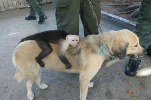 ¿Qué pasó con la perrita que adoptó a un mono en Cartagena?