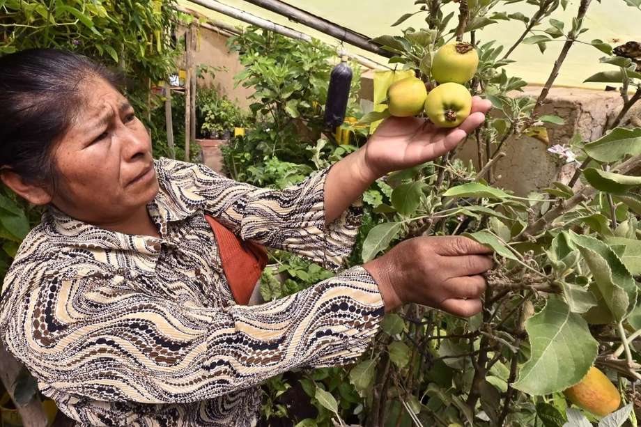 Primitiva Limachi, de 48 años, revisa un manzano en su huerta orgánica en El Alto, Bolivia.