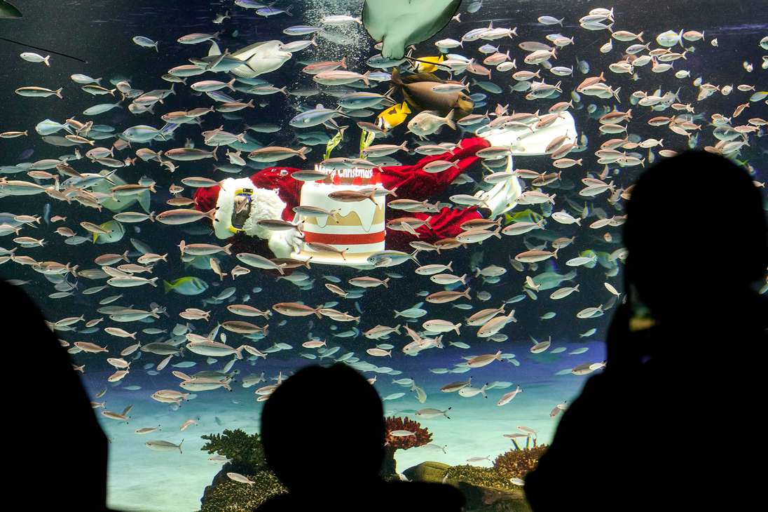 Tokyo (Japan), 23/12/2022.- Visitors enjoy viewing a diver in a Santa Claus costume feeding fish with a mock Christmas cake during a special seasonal feeding performance at the Sunshine Aquarium in Tokyo, Japan, 23 December 2022. The aquarium gives no detailed time schedule for the feeding events from 23 to 25 December to prevent further spread of the COVID-19 infection. The aquarium's divers had practiced for weeks for only three days of this special feeding show performance. (Japón, Tokio) EFE/EPA/KIMIMASA MAYAMA