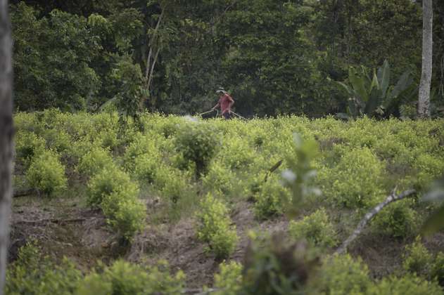 El aumento de cultivos de coca en Colombia y el efecto dominó en Ecuador