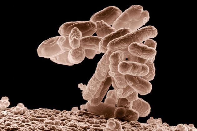 Las infecciones bacterianas son la segunda causa de muerte en el mundo