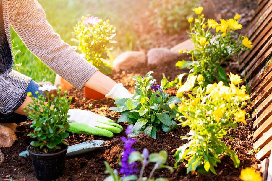Es recomendable escoger plantas de crecimiento lento y moderado para que no invadan a los otros tipos de planta en tu jardín.