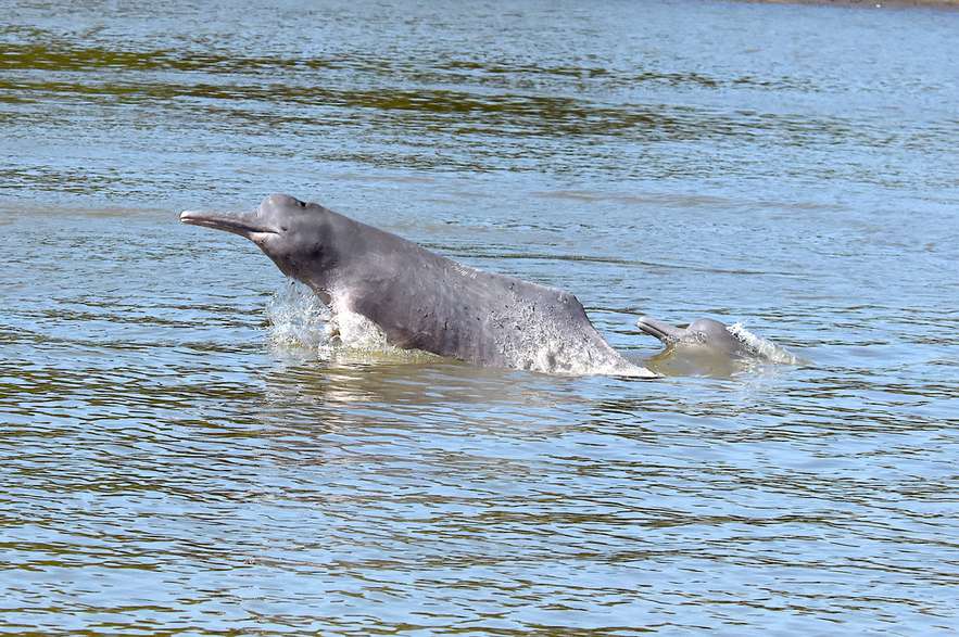 Solo en dos continentes existen delfines de río: Asia y América. Sin embargo, las poblaciones en este último se concentran en Sudamérica, sobre el río Amazonas. Son especies que nada tienen que ver con los delfines de mar.