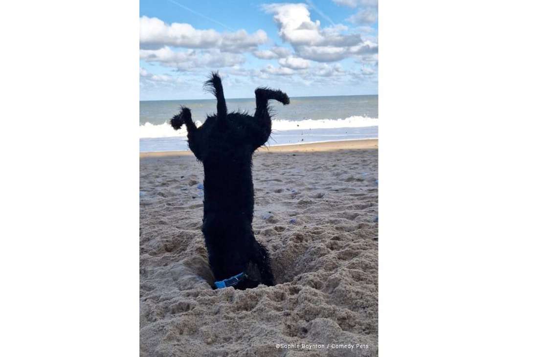 "Shadow estaba cavando agujeros como de costumbre en la playa, ¡cuando de repente se puso a mostrar su nueva técnica! Por suerte, ¡la cámara estaba preparada para esta loca postura!", escribió la fotógrafa.