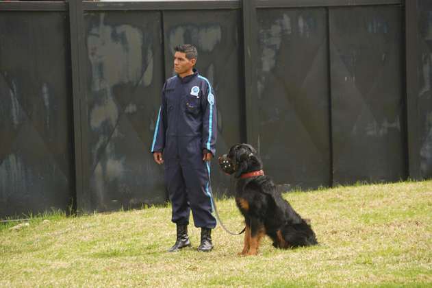 Perros de vigilancia en Colombia: la discusión entre seguridad y maltrato