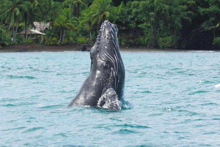 De Chocó a la Antártica: siguiéndole la pista al mercurio en las ballenas jorobadas