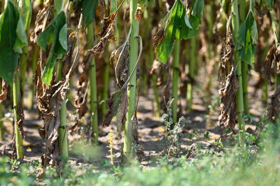 La sequía ha ocasionado una reducción significativa en la producción en cultivos de frutas y hortalizas entre los que se destacan en maíz, fríjol, aguacate, guayaba y arveja, entre otros.
