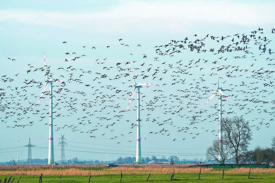 Un ejemplo de los impactos sobre la biodiversidad es cómo algunas turbinas eólicas pueden afectar las rutas migratorias de aves.