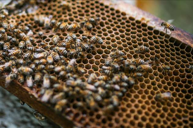 Hay evidencia de que las abejas son “altamente” inteligentes