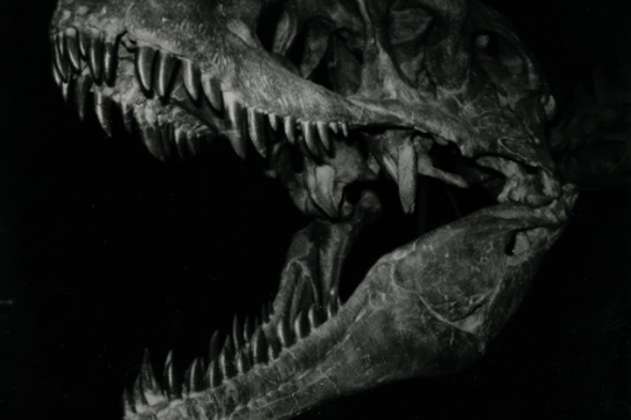Subastan un cráneo de Tyrannosaurus rex en Nueva York, ¿cuál fue su precio?
