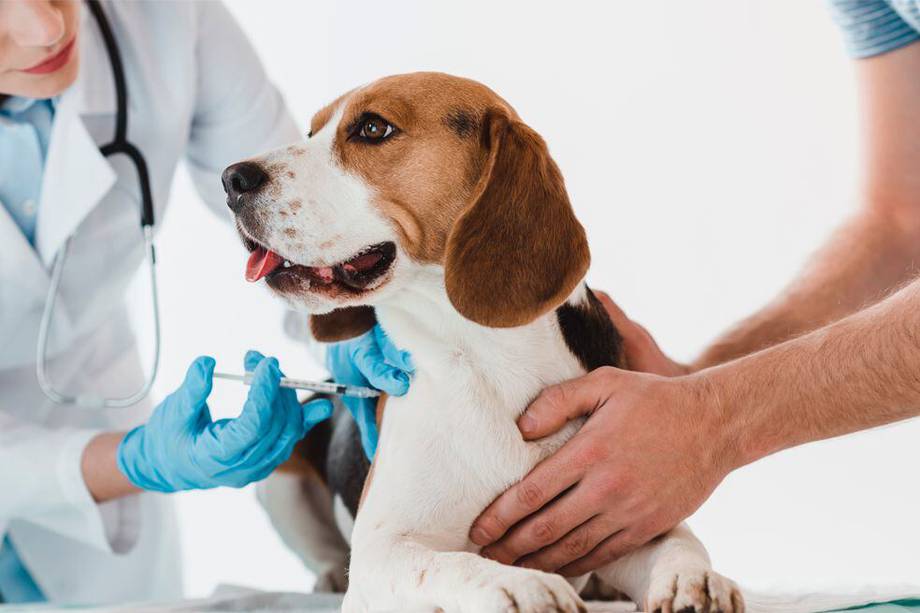 Rabia: la enfermedad de los perros que cobra miles de muertes al año