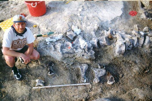 Esta es una fotografía de las excavaciones originales en 1998, con el hueso del brachiosauro enterrado bajo los huesos de la cola de otro animal. Un miembro de la expedición, de la Universidad de Kansas, posa para mostrar la proporción del hallazgo respecto al cuerpo humano.  / Foto cortesía de los archivos de la KUVP.