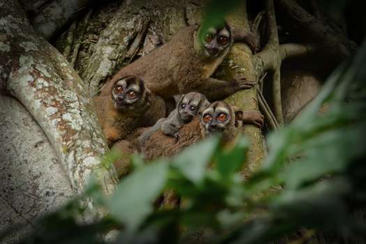 Familia de monos nocturnos (Aotus griseimembra) en nuestros corredores biológicos en el Magdalena Medio (Foto: María José Camacho)