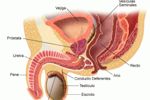 Cáncer de próstata continúa en aumento en Colombia
