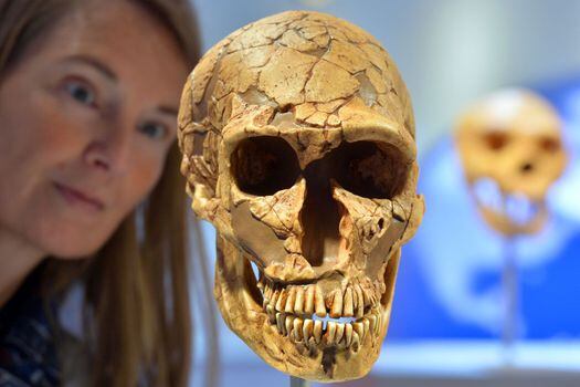 El cráneo de un neandertal en el Museo Arqueológico Estatal de Chemnitz, Alemania.