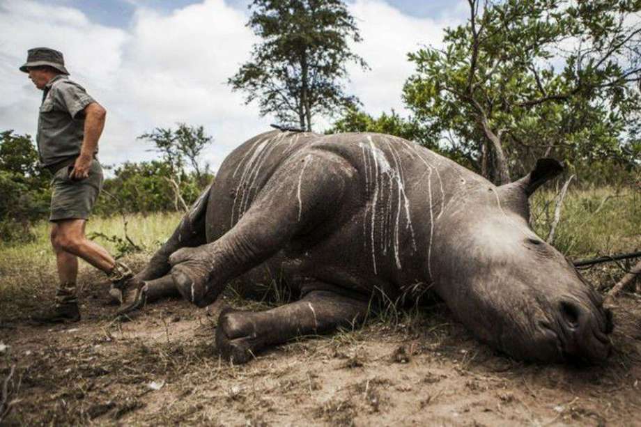 Sudáfrica lucha desde hace años contra la caza furtiva de rinocerontes.