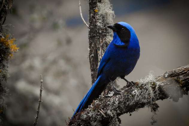 (Fotos) Estas son las aves que puede encontrar en el Páramo del Almorzadero