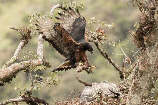 El águila crestada se puede encontrar desde Colombia y Venezuela hasta el norte de Argentina.