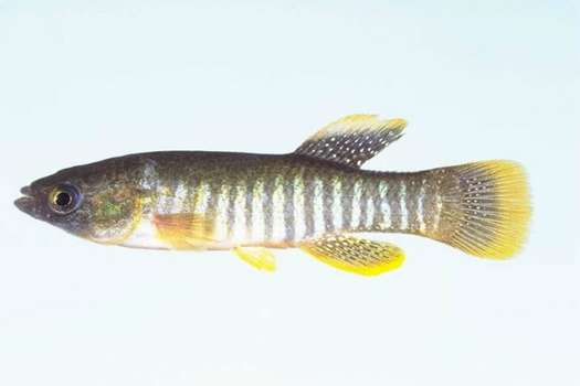 El pez asesino del Golfo vive en estuarios altamente contaminados alrededor del Golfo de México. / Wikimedia Commons