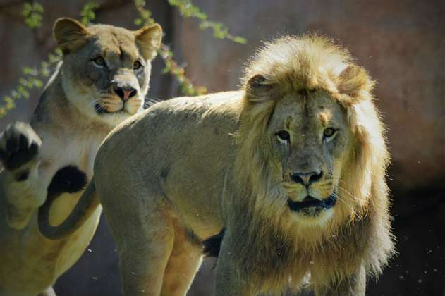 Un cazador mata a uno de los hijos del león Cecil en Zimbabue
