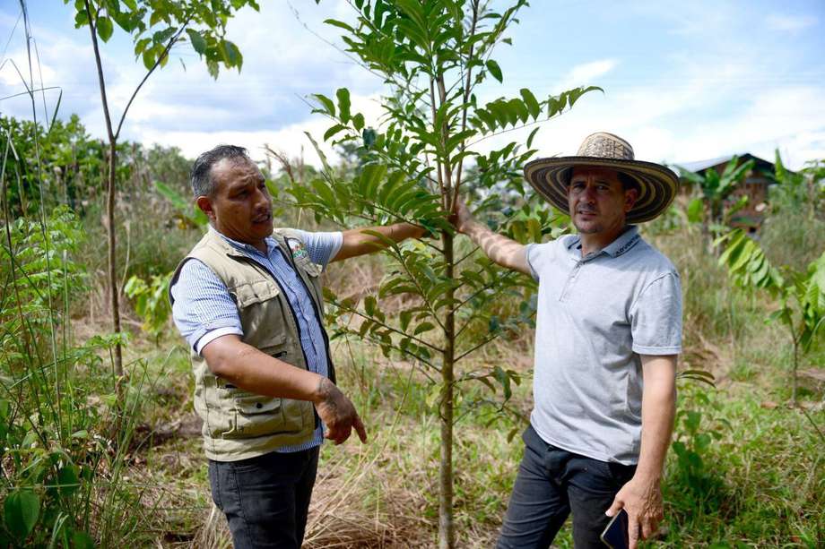 Jorge (derecha) y Jairo (izquierda) tienen un objetivo en común: proteger los bosques del Putumayo y especies nativas como el açaí.