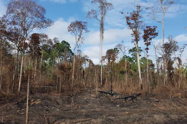 Un tercio de la selva amazónica se degradó por la actividad humana